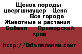 Щенок породы  цвергшнауцер › Цена ­ 30 000 - Все города Животные и растения » Собаки   . Приморский край